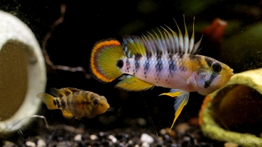 Inka Zwergbuntbarsch , Apistogramma baenschi